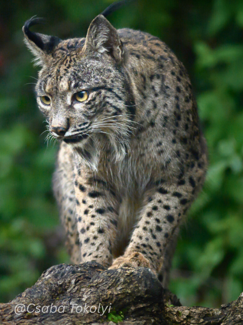 Iberian lynx in the wild — photograph by Csaba Tokolyi